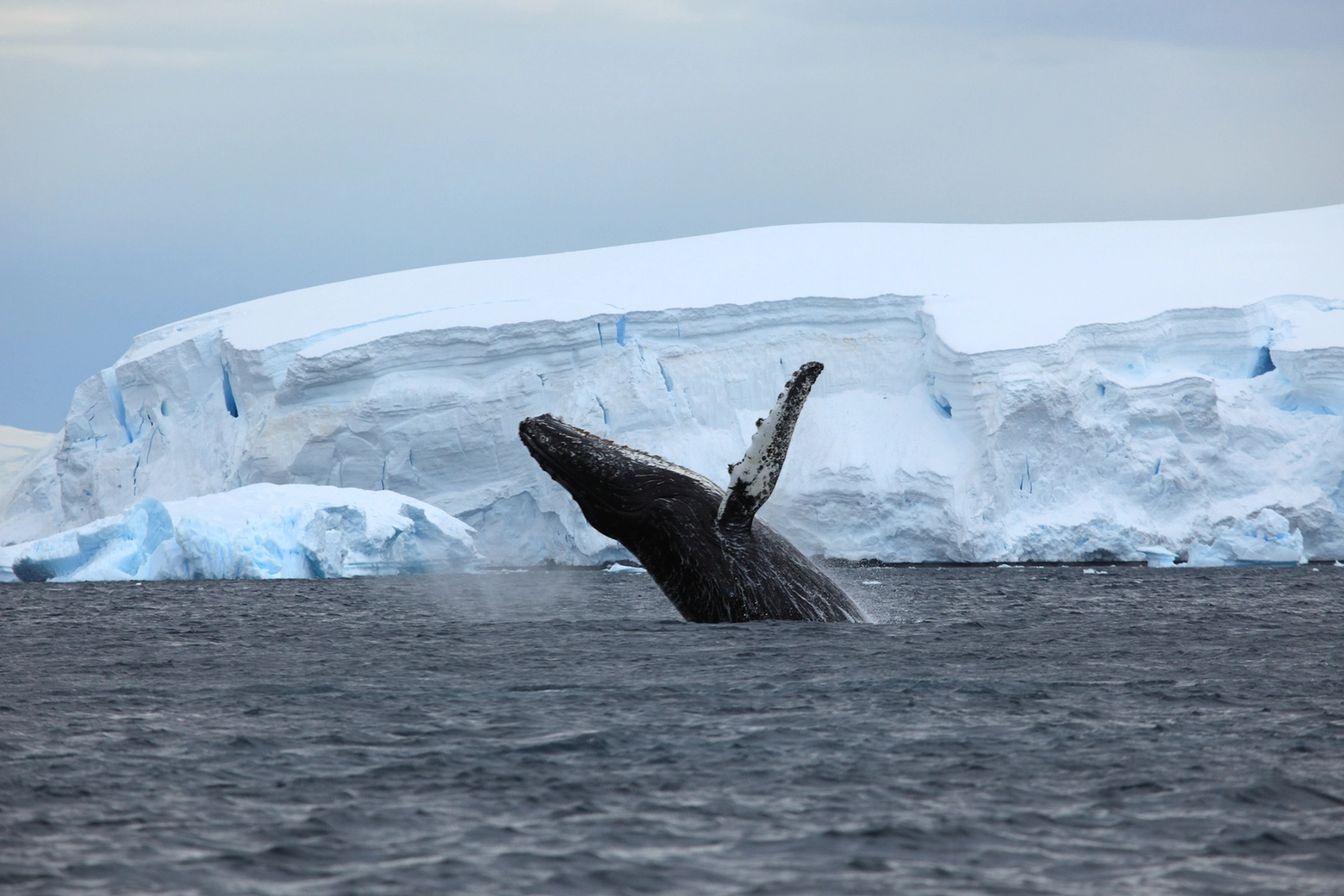 Balenottere azzurre antartiche, studio internazionale riaccende la speranza su un ripopolamento