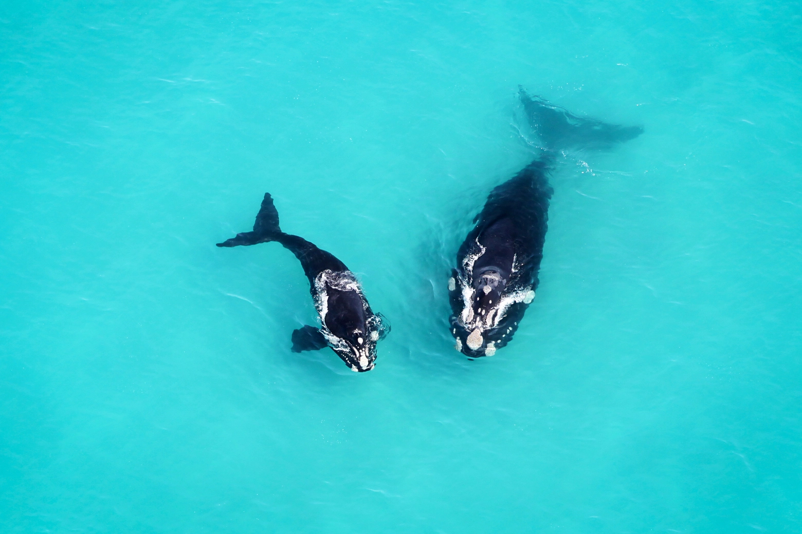 South Africa, balene
