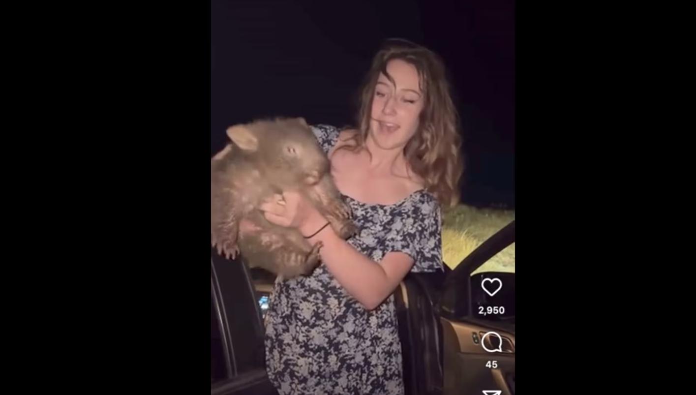 Cucciolo vombato da Quotidiano.net cucciolo di vombato sottratto alla mamma l influencer usa lascia l australia dopo la bufera