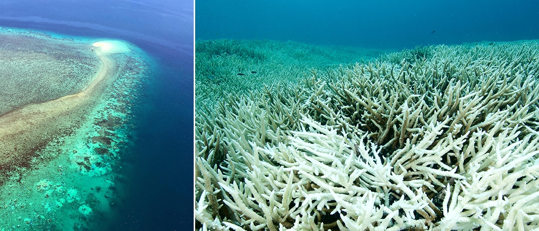 Australia, la grande barriera corallina si sta sbiancando: cosa sta succedendo e perché