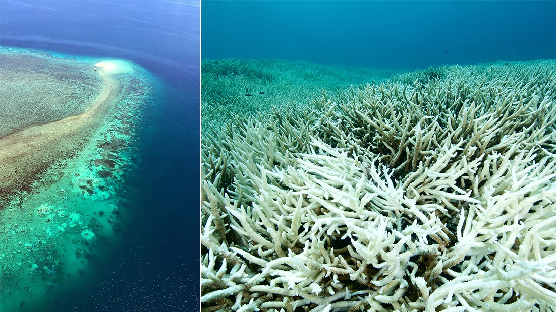 La grande barriera corallina australiana sbiancata