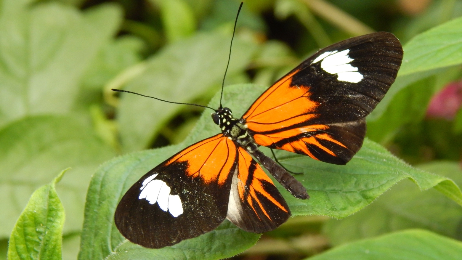 La farfalla amazzonica Heliconius elevatus è un ibrido. Lo sostiene uno studio pubblicato su Nature. L’entomologo Enzo Moretto: “Perché è un caso raro e quali sono le difese anche fantasiose delle piante per sfuggire alla predazione”