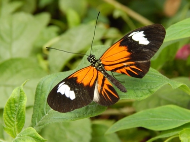 La farfalla amazzonica ibrida e le difese ‘ninja’ delle piante: le strategie segrete della natura