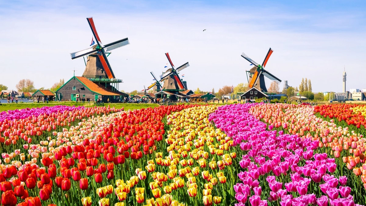Tulipani e mulini in un tipico paesaggio primaverile olandese