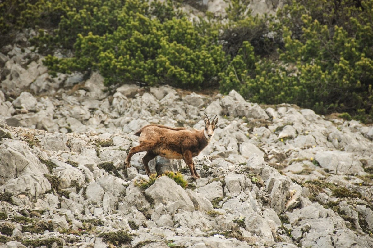 Karwendel, avvistamento della fauna selvatica
