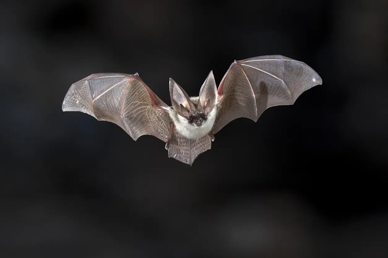 Pipistrelli, organi creati laboratorio: il progetto degli scienziati in Corea del Sud