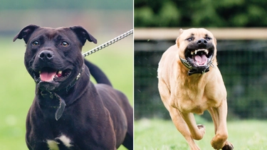 Aggressioni dei cani, l’esperto: “Ecco gli errori da evitare e come fare prevenzione”