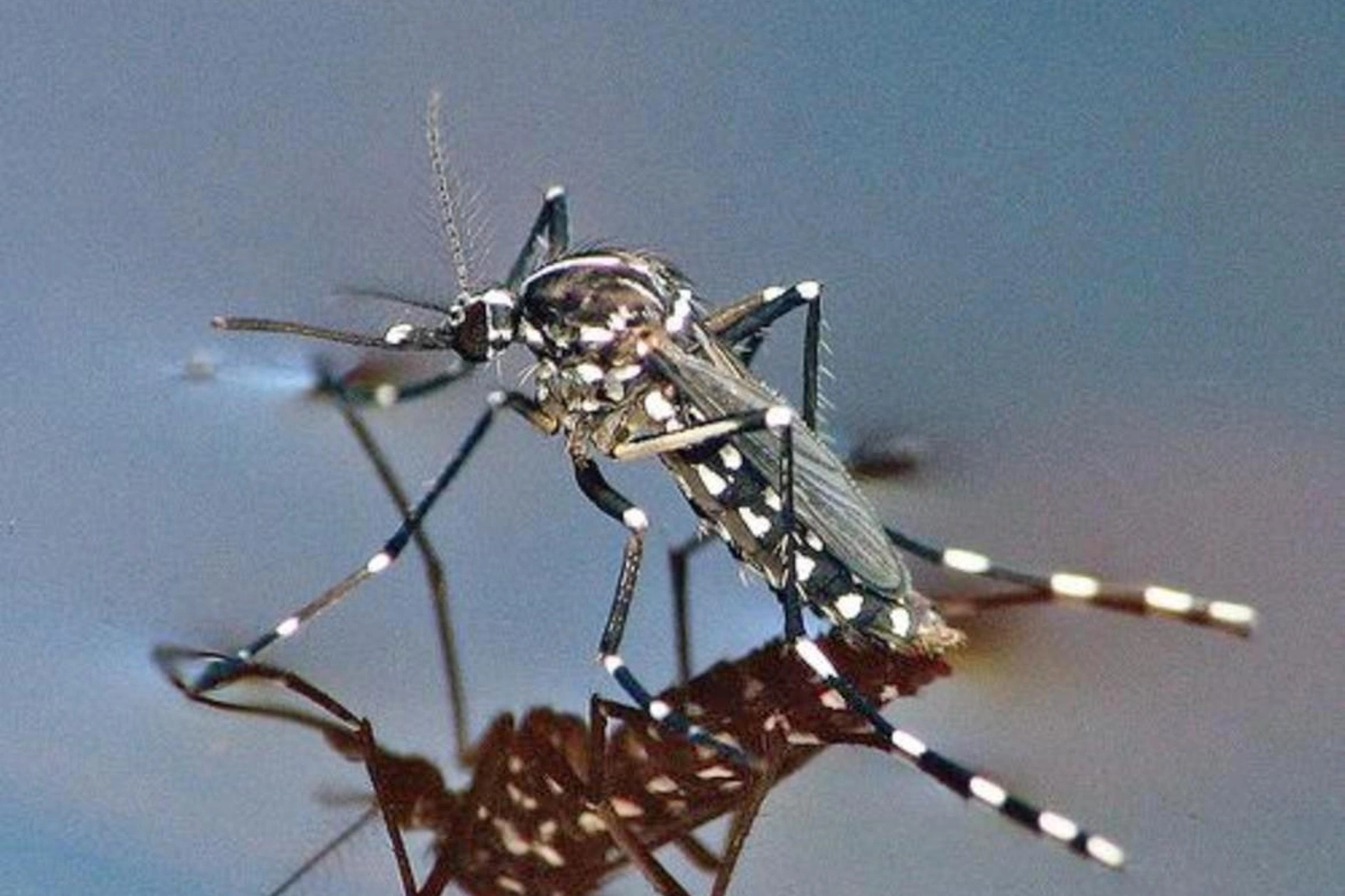 Quest'anno si prevede una presenza massiccia della zanzara tigre, complici le temperature