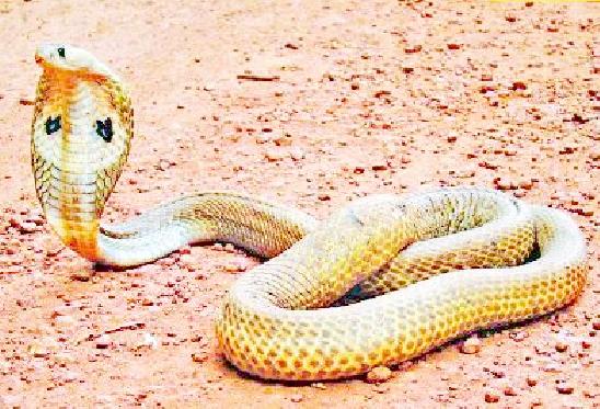 Scoperto il super antidoto contro il veleno di 19 serpenti letali. Arriva dal sangue di un ex meccanico Scoperto il super antidoto contro il veleno di 19 serpenti letali. Arriva dal sangue di un ex meccanico