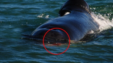 Orca uccide squalo bianco e gli mangia il fegato, il video. “Perché è un documento unico al mondo”