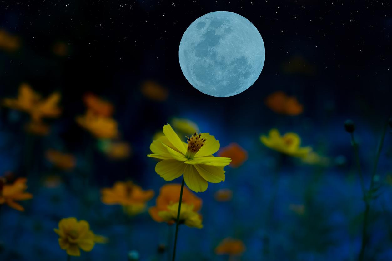 Marzo luna da Quotidiano.net Marzo e la luna le cose da fare nel mese secondo il calendario lunare