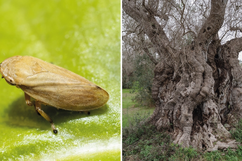 La sputacchina è l'insetto untore che ha trasferito la Xylella fastidiosa fastidiosa dagli ulivi ai mandorli, in Puglia
