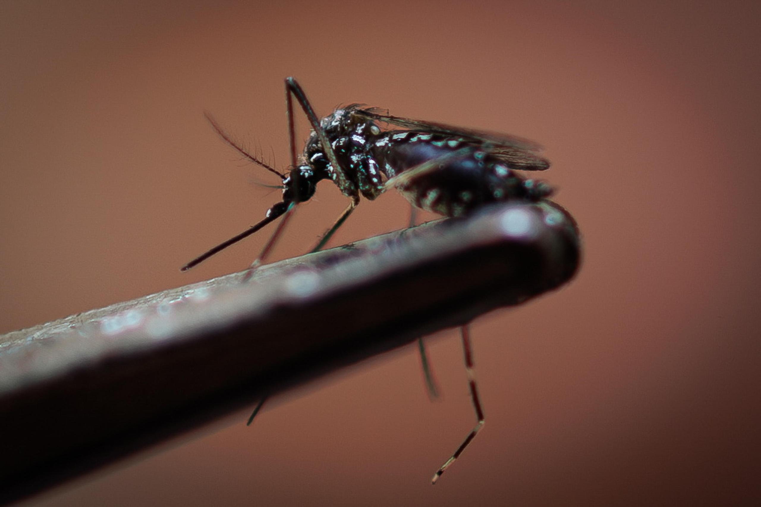 Alerta de dengue, por qué Italia prepara una nueva circular y qué pasará en puertos y aeropuertos