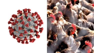 Aviaria, Bassetti: “Il virus H5N1 rischia di essere la prossima pandemia. Ecco cosa serve”