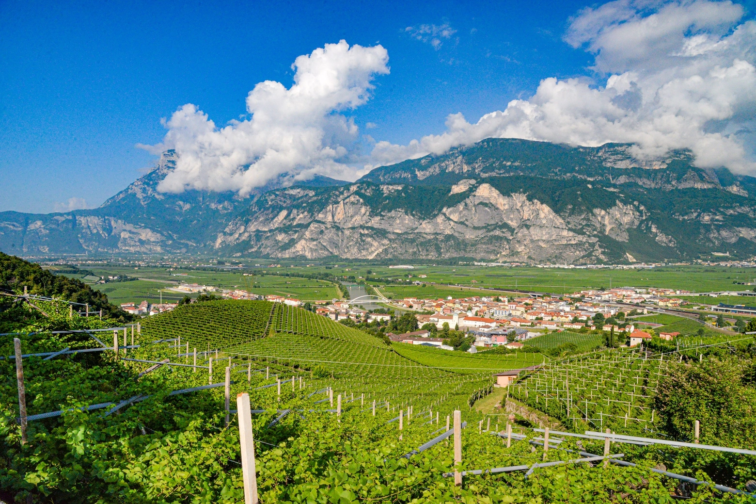 Pinot Grigio delle Venezie Doc, Val D'Adige (foto di EnricoBrunelli)