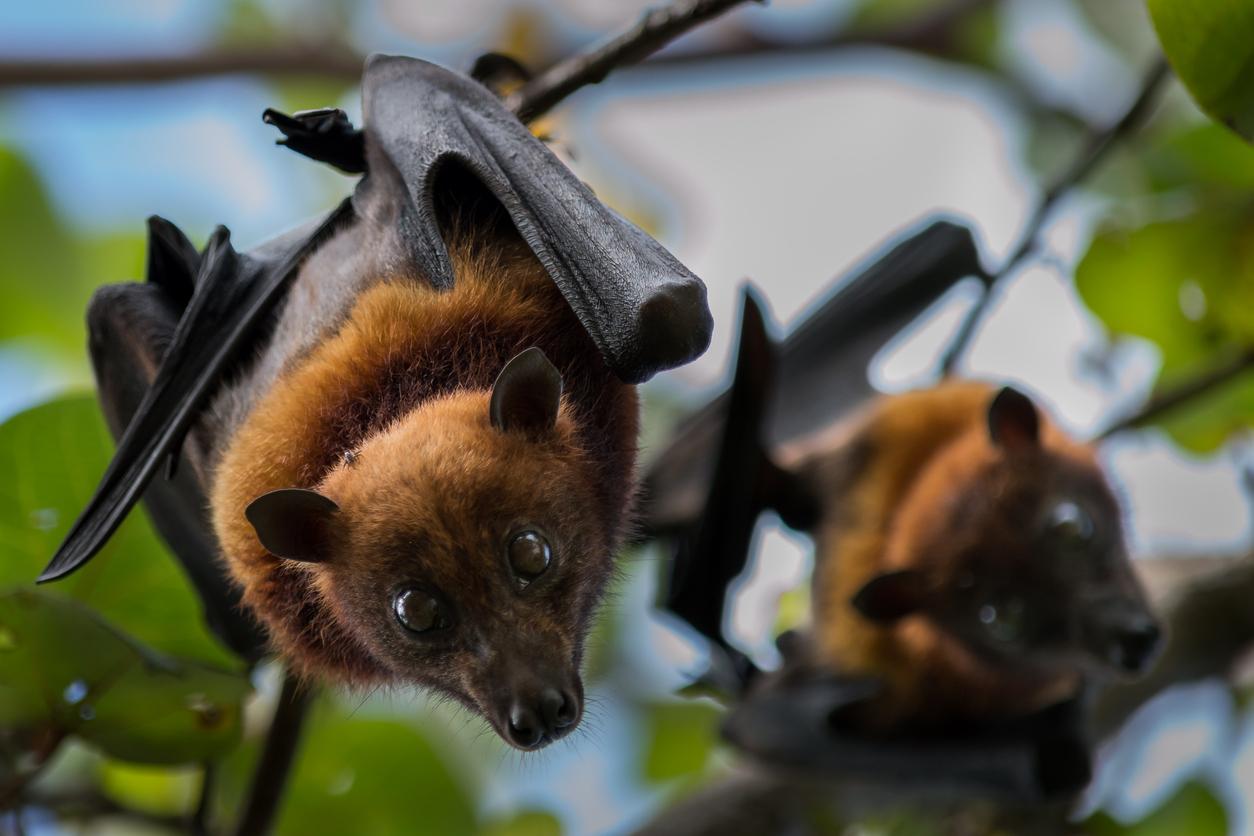 Incubo pandemia, scoperti 20 nuovi virus nei pipistrelli della frutta: 2 sono letali per l’uomo Incubo pandemia, scoperti 20 nuovi virus nei pipistrelli della frutta: 2 sono letali per l’uomo