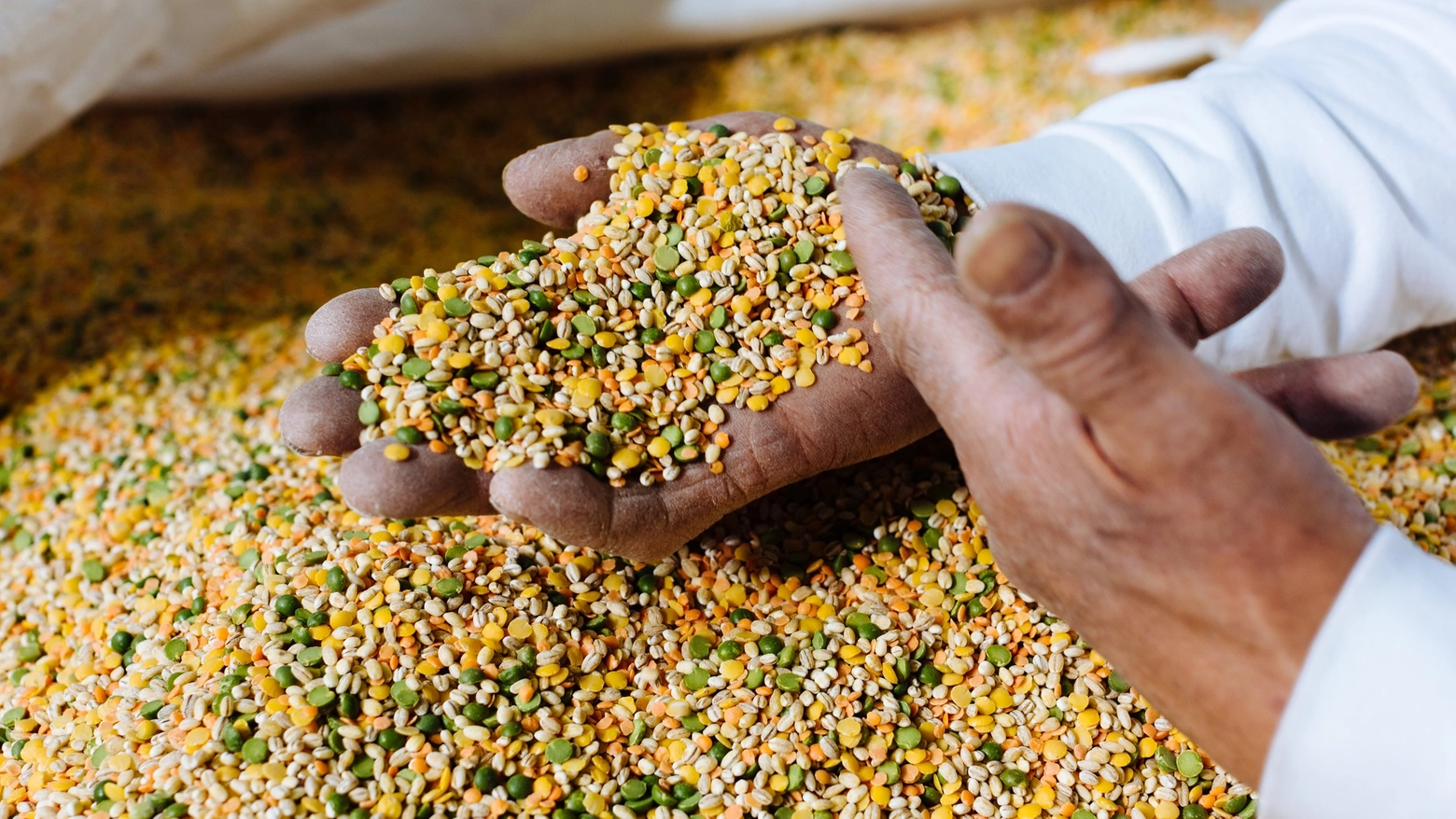 Il 2023 ridimensiona le quotazioni dei seminativi e segna una ripresa della produzione di cereali dopo la siccità del 2022