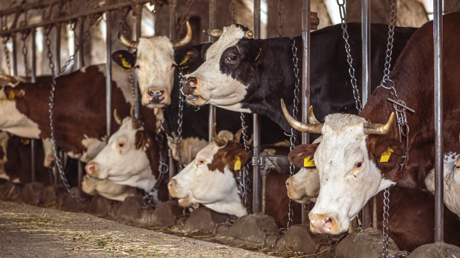 L'influenza aviaria ha colpito i bovini in Usa