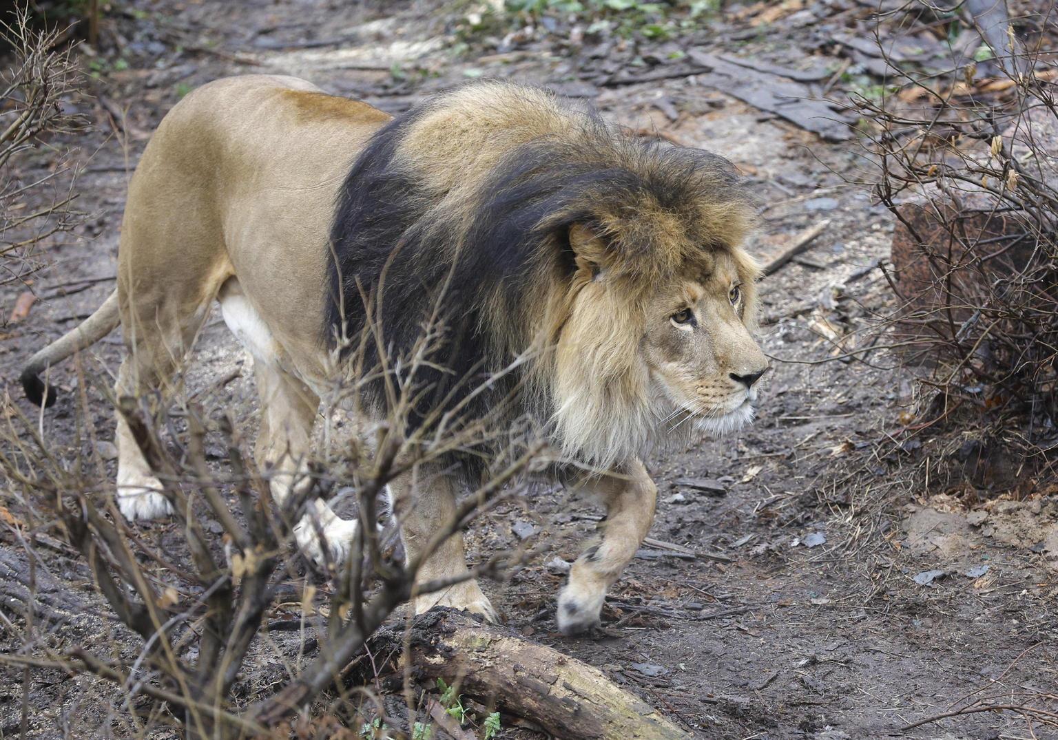 Leone fugge da un parco in Turchia e aggredisce un agricoltore Leone fugge da un parco in Turchia e aggredisce un agricoltore