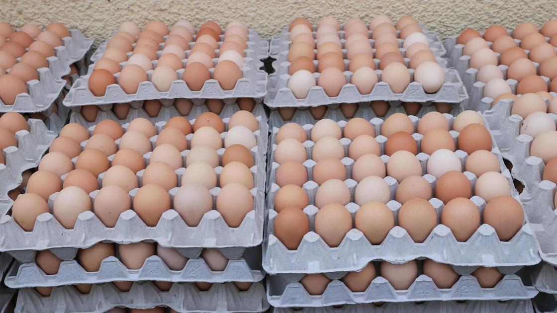 Veneto richieste da Quotidiano.net Veneto | richieste di uova fresche dagli USA ma la produzione è al limite