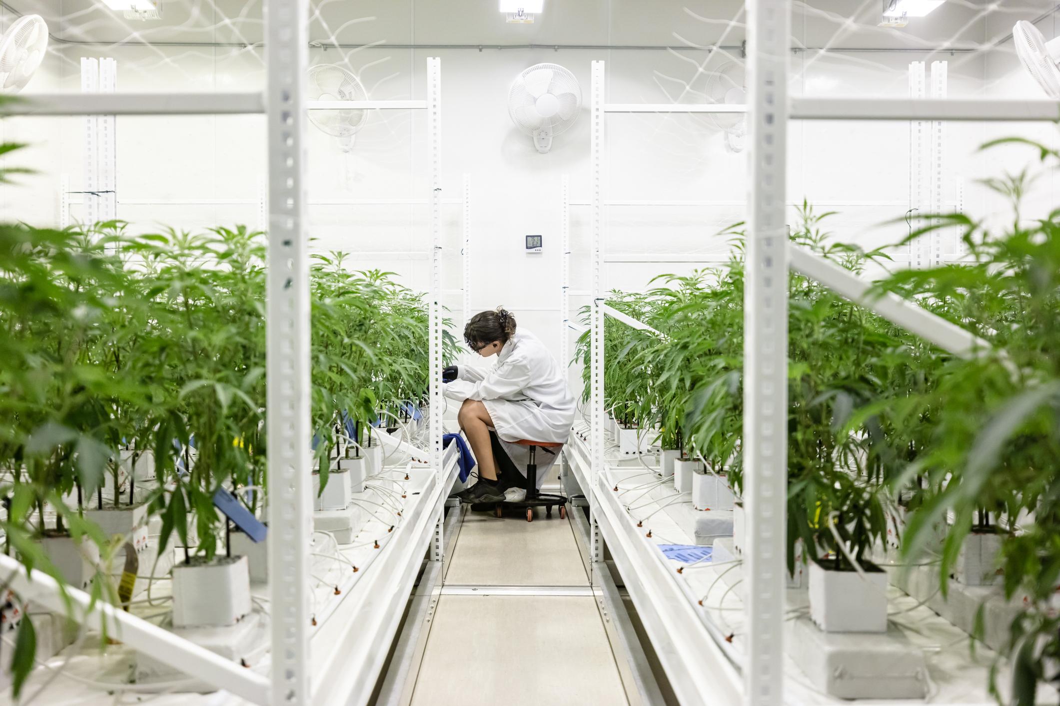 Cannabis light, un comparto da mezzo miliardo di euro a rischio