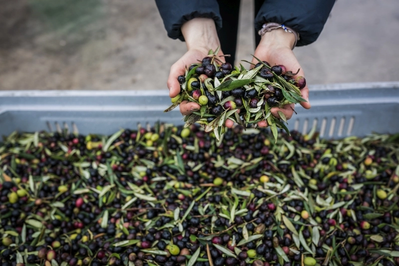 Le olive, insieme a vino, fagiolina, zafferano sono produzioni tipiche locali