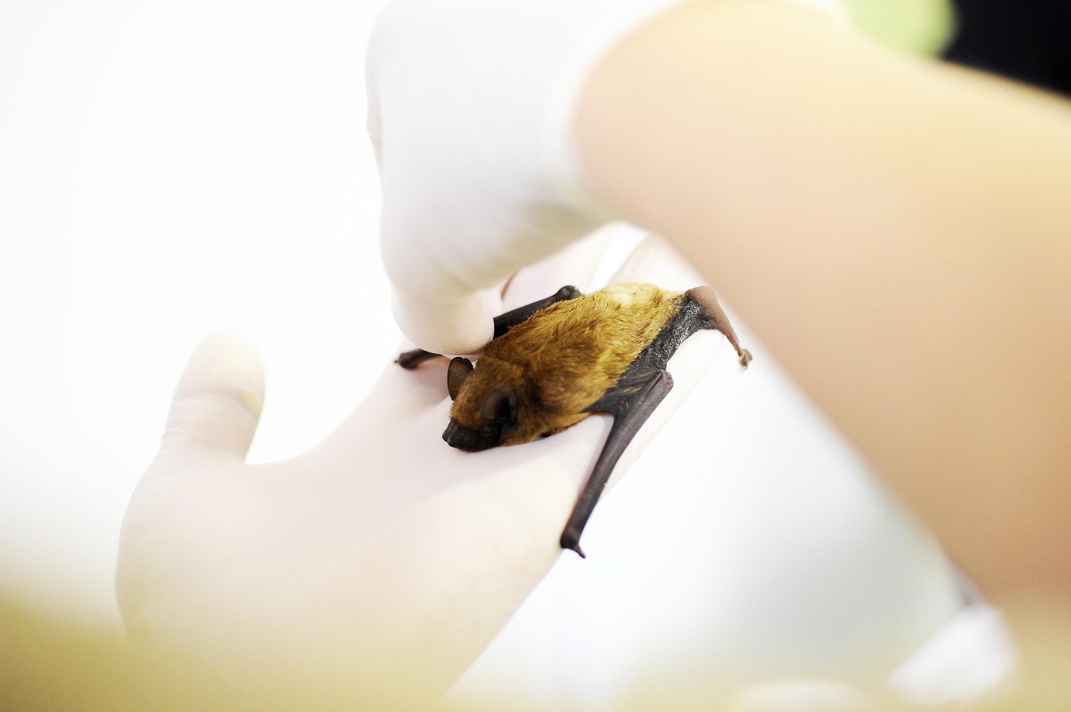 Bambini mangiano da Quotidiano.net Bambini mangiano un pipistrello e muoiono cosa sappiamo sulla malattia sconosciuta in Congo