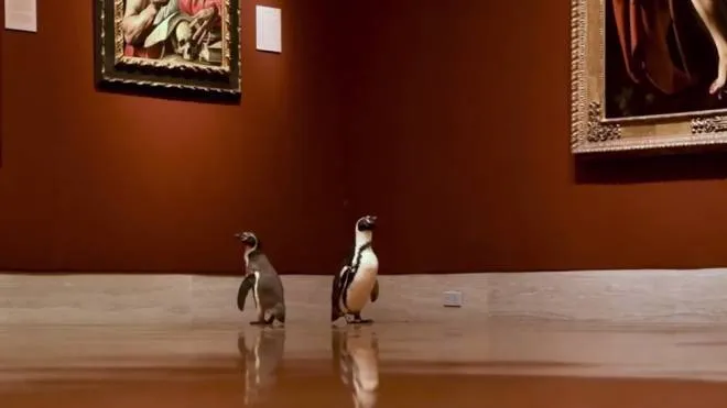 I pinguini al museo - Foto: facebook/The Nelson-Atkins Museum of Art