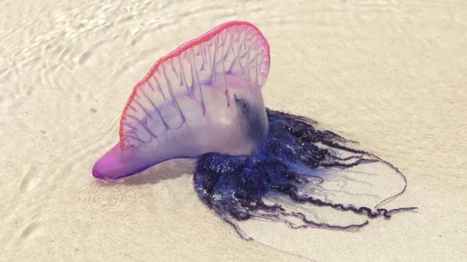 Physalia physalis, la caravella portoghese, un sifonoforo che somiglia alle meduse