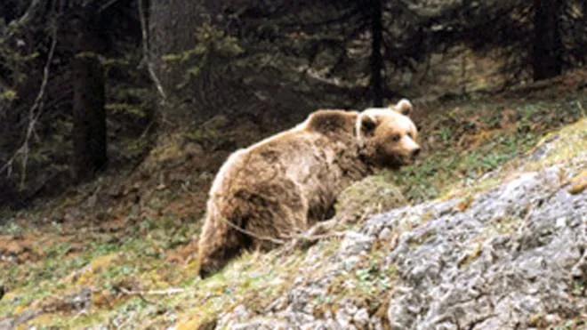 Il rilascio dell'orsa Daniza nel 2000 a Pinzolo, in una immagine fornita dall'ufficio stampa della Provincia di Trento. ANSA/ UFFICIO STAMPA PROVINCIA DI TRENTO +++ EDITORIAL USE ONLY -NO SALES -NO ARCHIVE+++