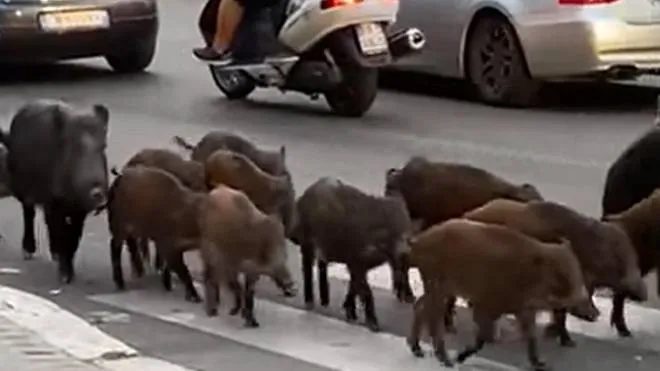 Famiglia di cinghiali passeggia a Roma Nord tra le auto