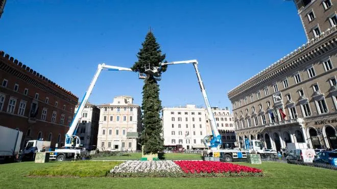 L'albero di Natale in piazza Venezia a Roma, accensione l'8 dicembre