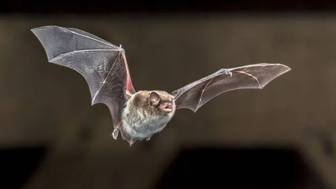 I pipistrelli sono dei serbatoi naturali di betacoronavirus