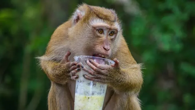 Un macaco di scimmia alle prese con un cocktail
