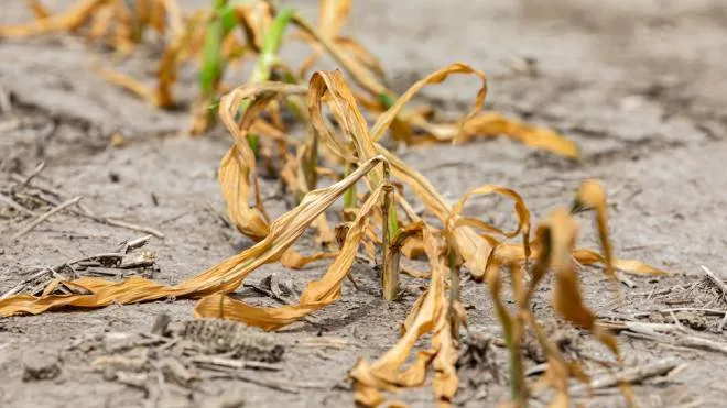 Gli effetti della siccità su un campo di mais