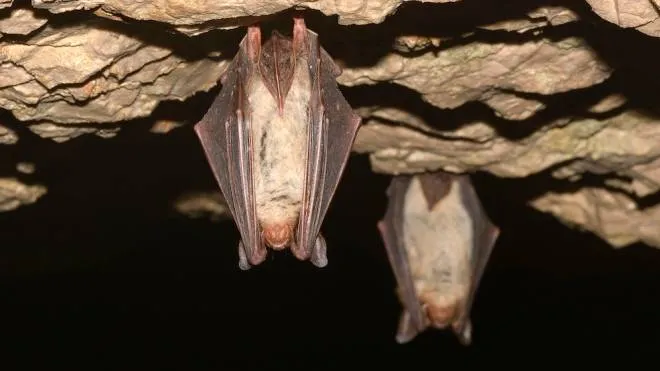 Due pipistrelli vicini in una grotta