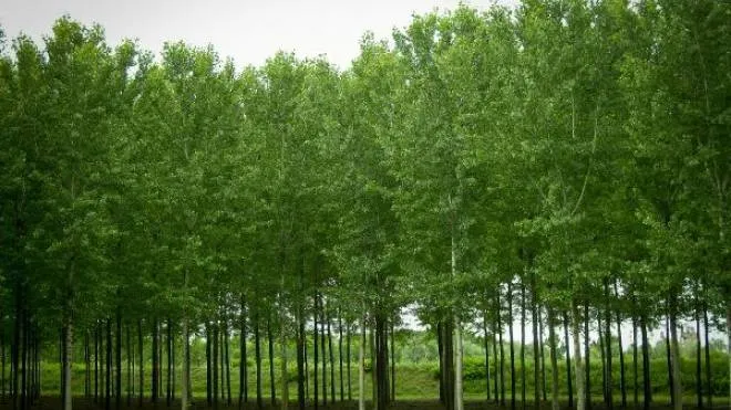 L’Italia dovrà piantare 6,6 milioni di alberi di qui al 2024: ma fin d’ora molti sono i dubbi sul raggiungimento dell’obiettivo fissato nel Pnrr. Paiono poche le risorse stanziate e perfino la disponibilità di piante da mettere a dimora