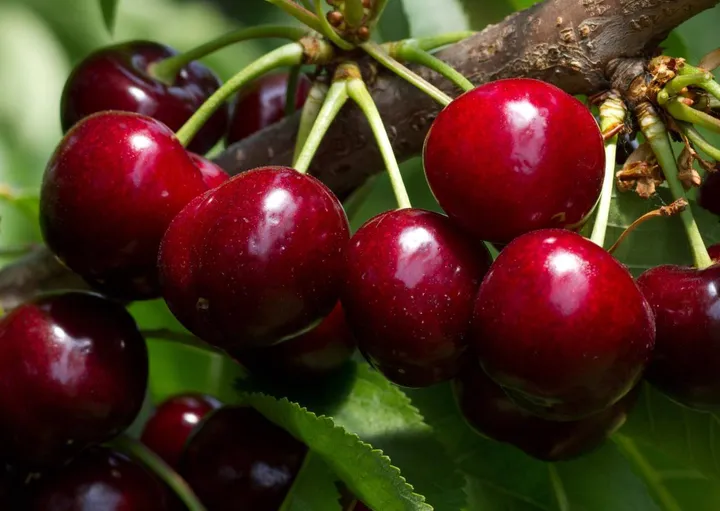 La ciliegia è stata scelta come. frutto simbolo di questa edizione del Macfrut