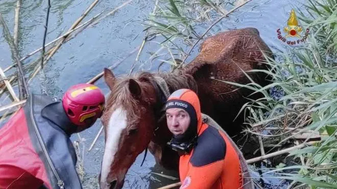 Vigili del Fuoco mettono in salvo un cavallo scivolato nel fiume Aniene