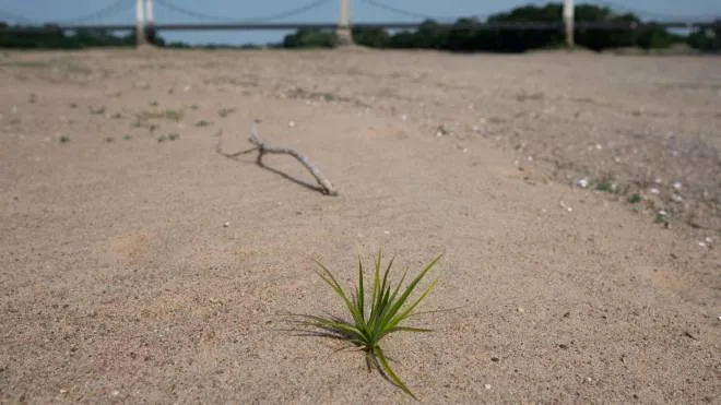 A plant is pictured on a dry bank of the Loire river, in Montjean-sur-Loire on June 16, 2022. (Photo by Loic VENANCE / AFP)