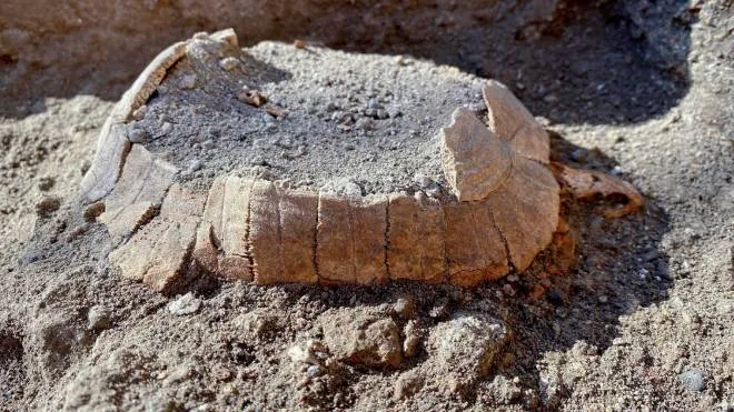 La tartaruga di terra col suo uovo mai deposto, ritrovato a Pompei, 24  giugno 2022. Gli archeologi l'hanno trovata sotto il pavimento di una bottega dove si stanno indagando i resti di una casa rasa al suolo dopo il terremoto del 62 d.C.. ANSA/CIRO FUSCO