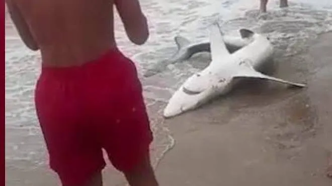 Un frame del video dove si vede lo squaletto tirato fuori dall’acqua