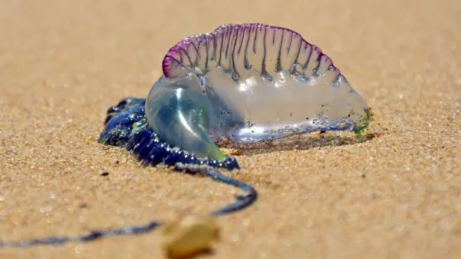 Portuguese Man O' War (Bluebottle) washed up on the beach.