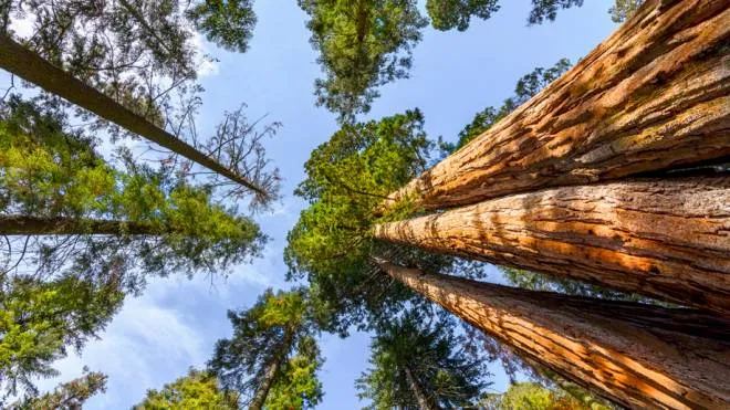 Il Redwood National Park, dove si trova l'albero più alto del mondo