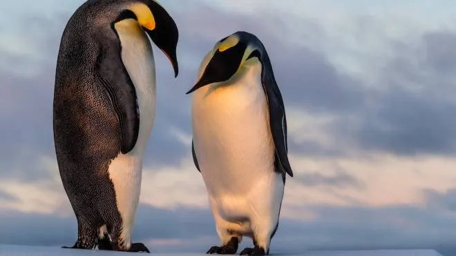 Il pinguino imperatore rischia di scomparire