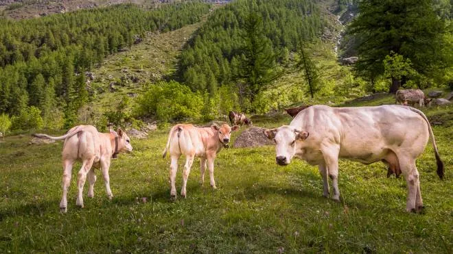 Cows herding and grazing in Alpine landscape – Gran Paradiso – Italy