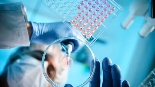 A scientist using a pipette with a microtiter plate and a petri dish - malattie rare