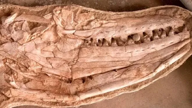 Il fossile ritrovato in Marocco
