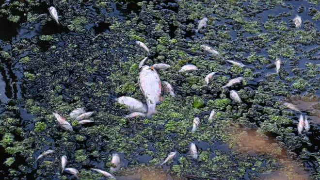 epa10135184 Dead fish in the Oder River in Szczecin, western Poland, 23 August 2022. Two aerators have been put into operation on the Oder to oxygenate the water.  EPA/Marcin Bielecki POLAND OUT