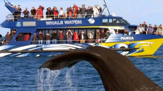 Un’imbarcazione con turisti e una balena a poca distanza (foto di repertorio)